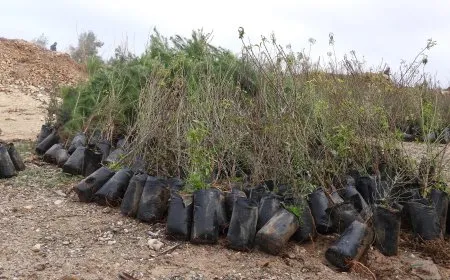 لجنة البيئة في مقاطعة الطبقة تطلق حملة لغرس ألف شجرة في المحمية