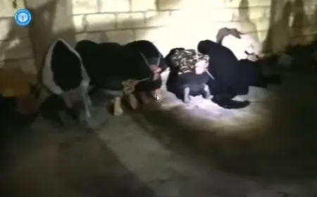 اعتقال 31 مرتزقاً ومتعاوناً في مخيم الهول