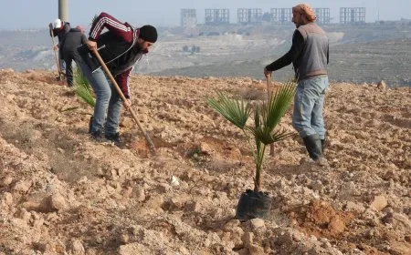 زراعة 100 غرسة في مقاطعة الطبقة