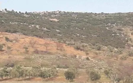 مرتزقة الاحتلال التركي يحولون جبال عفرين إلى جبال جرداء قاحلة بعد قطع أشجارها