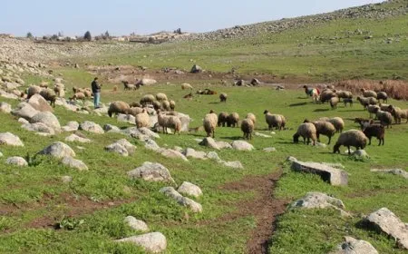 الأمطار الوفيرة أنعشت المراعي الطبيعية