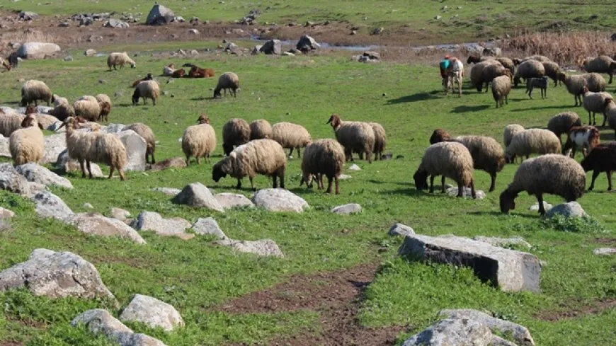 الأمطار الوفيرة أنعشت المراعي الطبيعية