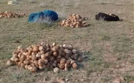 مقتل 3 نساء في البادية السورية أثناء جمع الكمأة