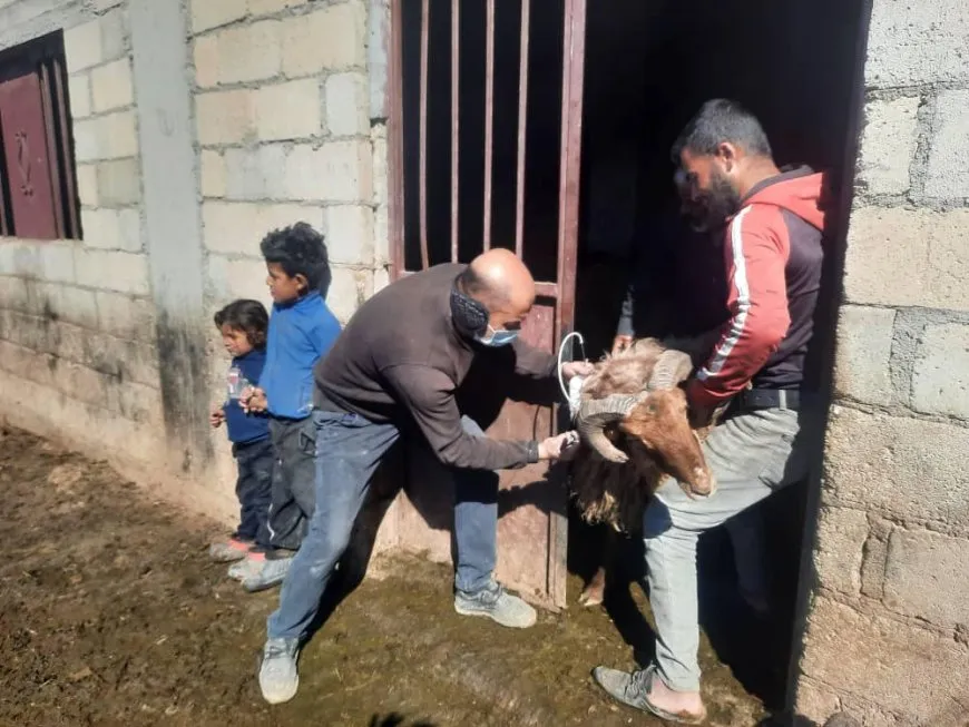 لتحصين المواشي في مناطقها الإدارة الذاتية تؤمن مضادات الانتروتوكسيميا