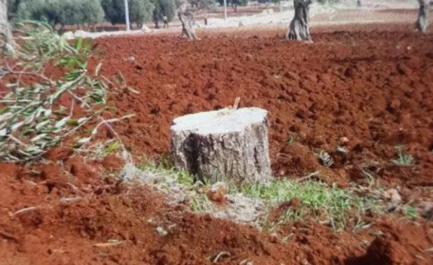 156 trees cut down in occupied Afrin