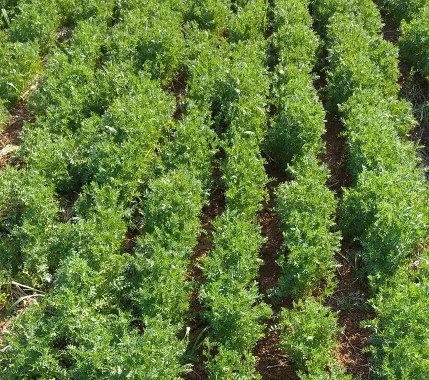 زراعة وريّ الإدارة الذاتية تقيّم واقع مزروعات العام في إقليم شمال وشرق سوريا
