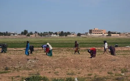 بدء تعشيب أراضي المحاصيل العطرية في إقليم شمال وشرق سوريا