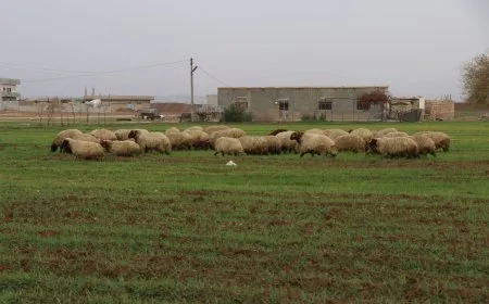 درجات الحرارة توالي انخفاضها وفرصة لهطول زخات رعدية