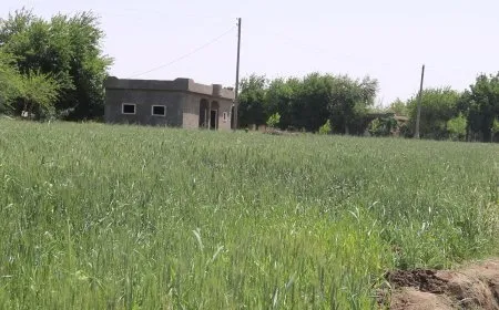 مقتطفات من ربيع دير الزور
