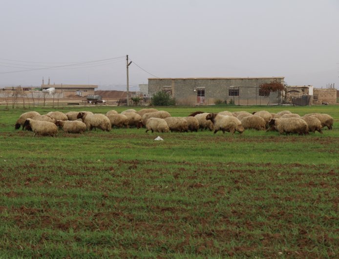 درجات الحرارة توالي انخفاضها وفرصة لهطول زخات رعدية