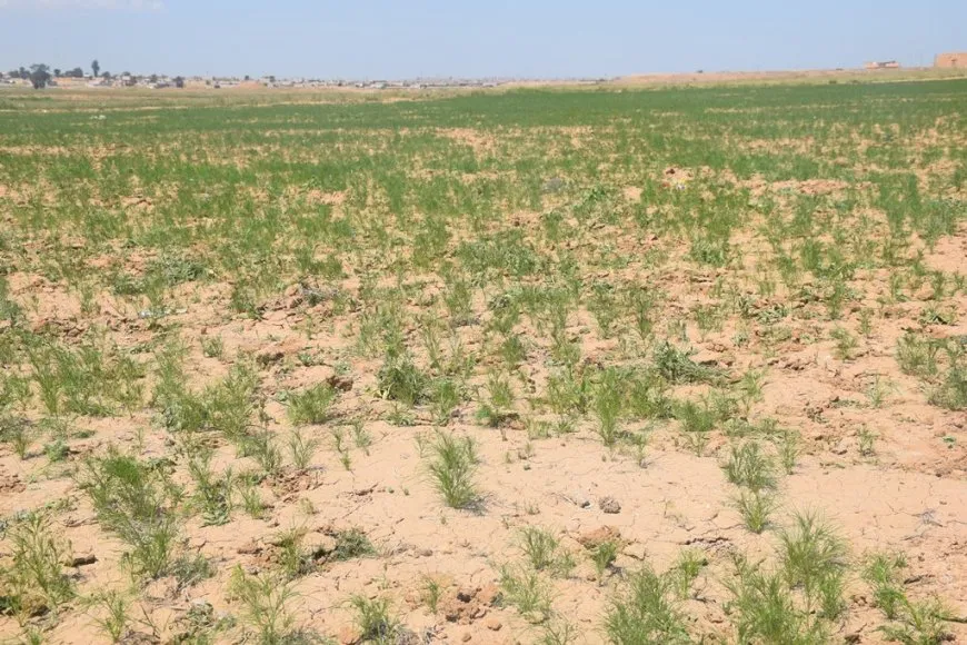 بدء تعشيب أراضي المحاصيل العطرية في إقليم شمال وشرق سوريا