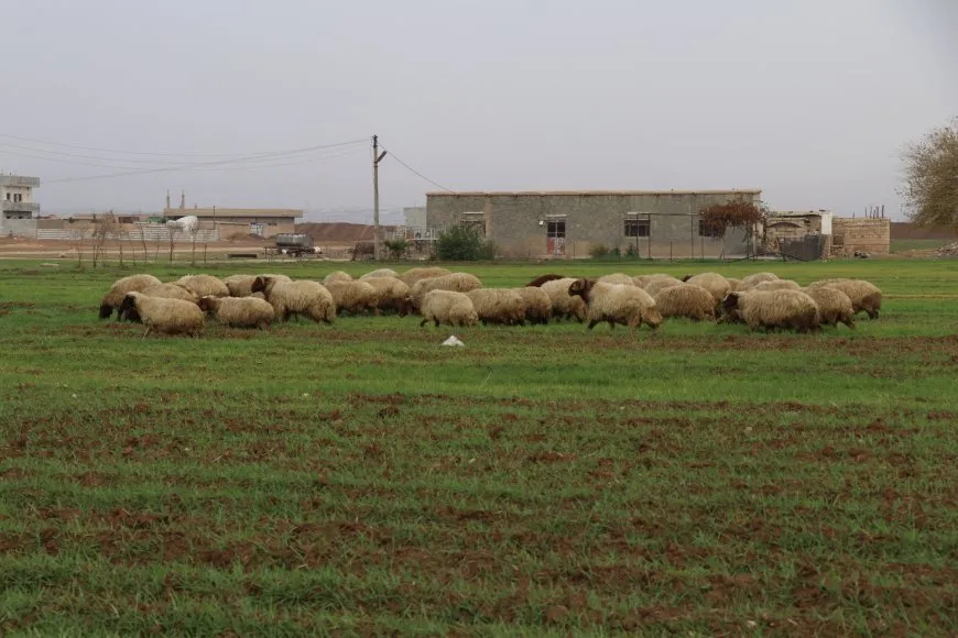 درجات الحرارة توالي انخفاضها وفرصة لهطول زخات رعدية