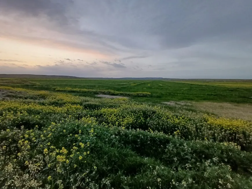 ربيع الجزيرة في صور