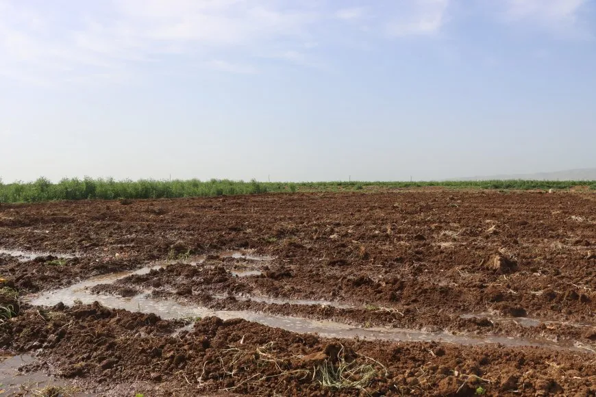 ربيع الجزيرة في صور