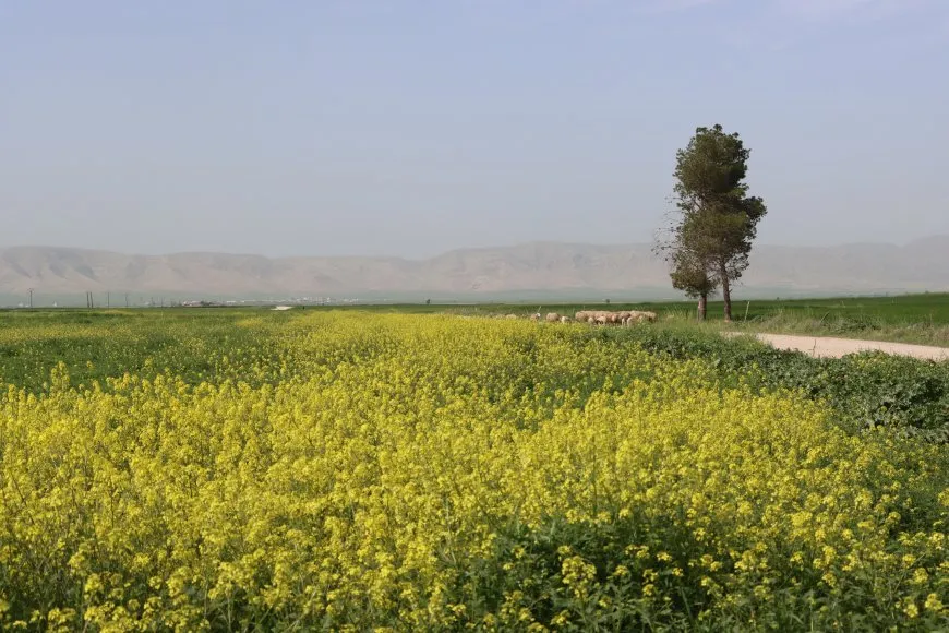 ربيع الجزيرة في صور