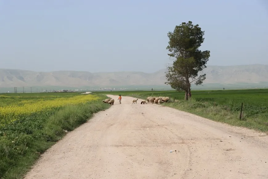 ربيع الجزيرة في صور