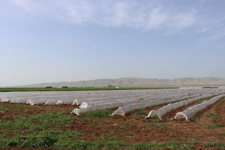 ربيع الجزيرة في صور