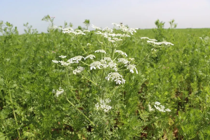 ربيع الجزيرة في صور