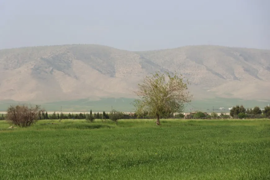 ربيع الجزيرة في صور