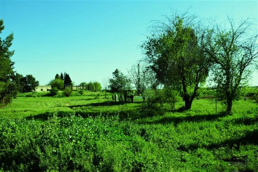 مشاهد ربيعية من ضفاف نهر الخابور في مقاطعة الجزيرة