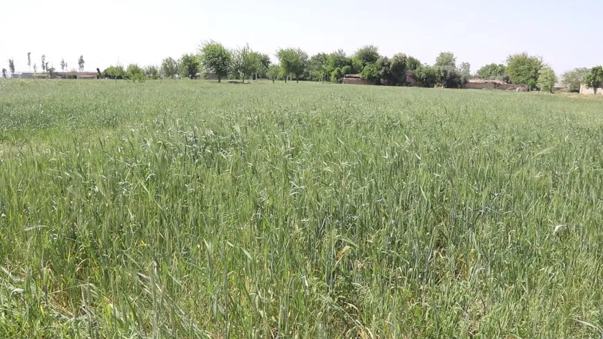 مقتطفات من ربيع دير الزور