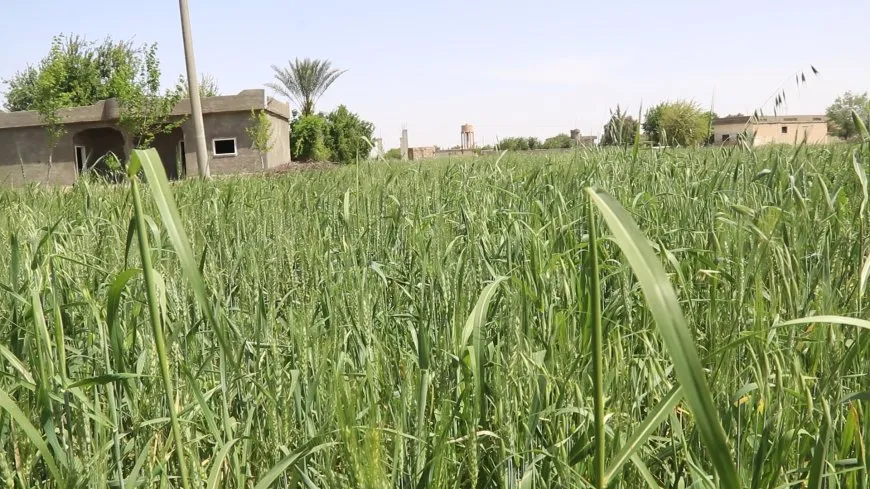 مقتطفات من ربيع دير الزور
