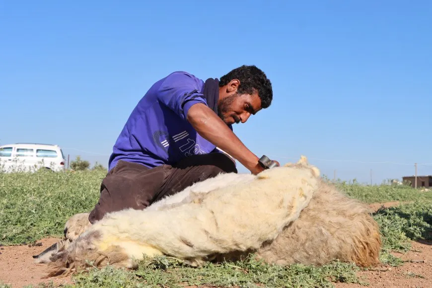 حلول موسم جزّ صوف المواشي