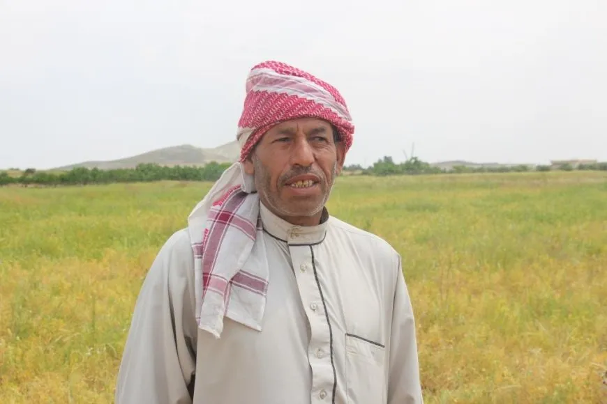 بدء حصاد المحاصيل العطرية والجلبان في شمال وشرق سوريا