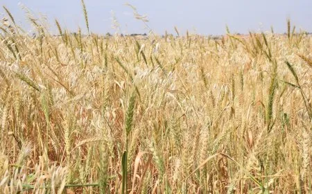خطوات فعلية لحماية الموسم الزراعي ودعوات للتعاون