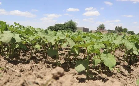 "البامية الديرية" أكلة شعبية اشتهرت بها مقاطعة دير الزور