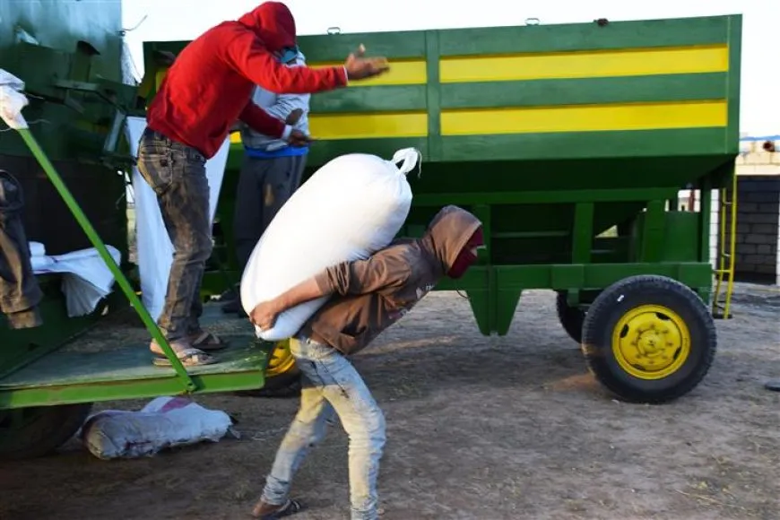 بدء حصاد محصول الشعير في إقليم شمال وشرق سوريا