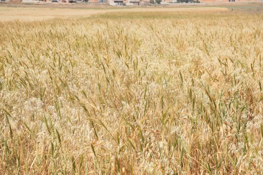 خطوات فعلية لحماية الموسم الزراعي ودعوات للتعاون