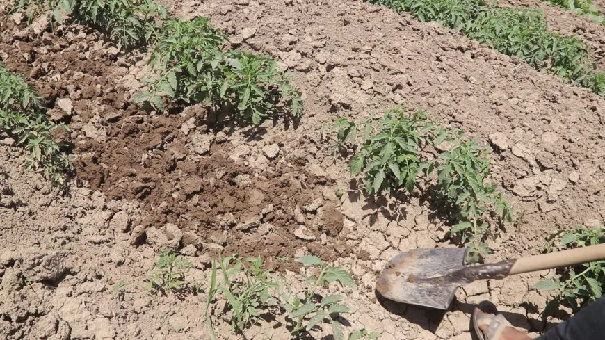 عمل دؤوب في حقول الخضروات بدير الزور