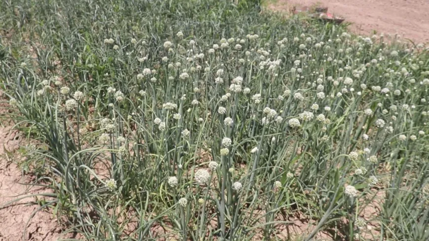 عمل دؤوب في حقول الخضروات بدير الزور