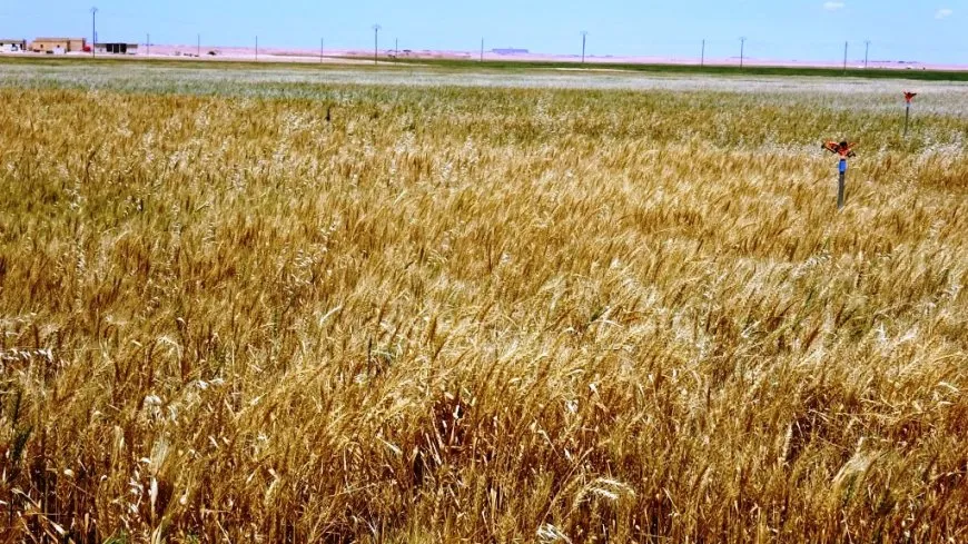 "الزراعة والتشبث بالأرض مقاومة في وجه المحتلين"