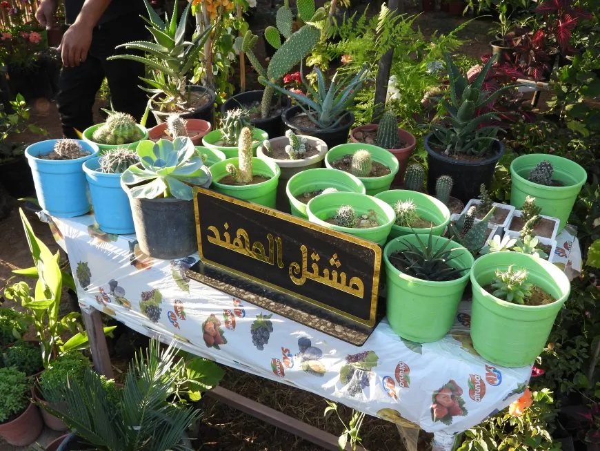معرض الزهور الـ3 يختتم فعالياته في الطبقة
