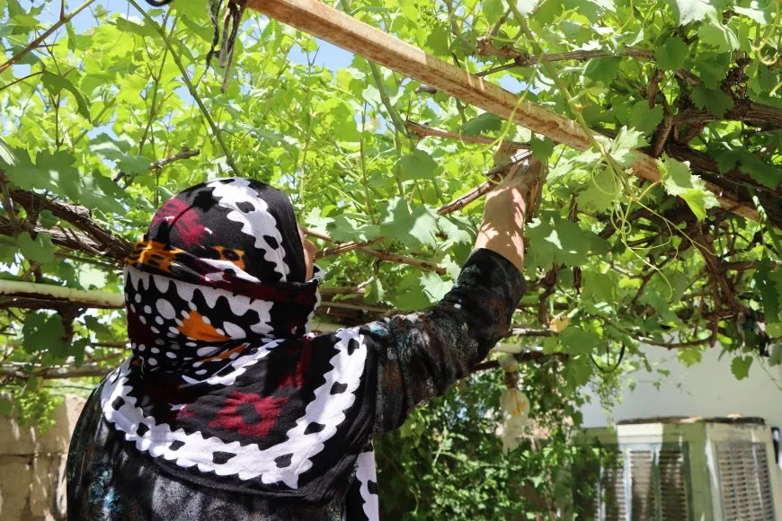 أوراق الفصول الأربعة