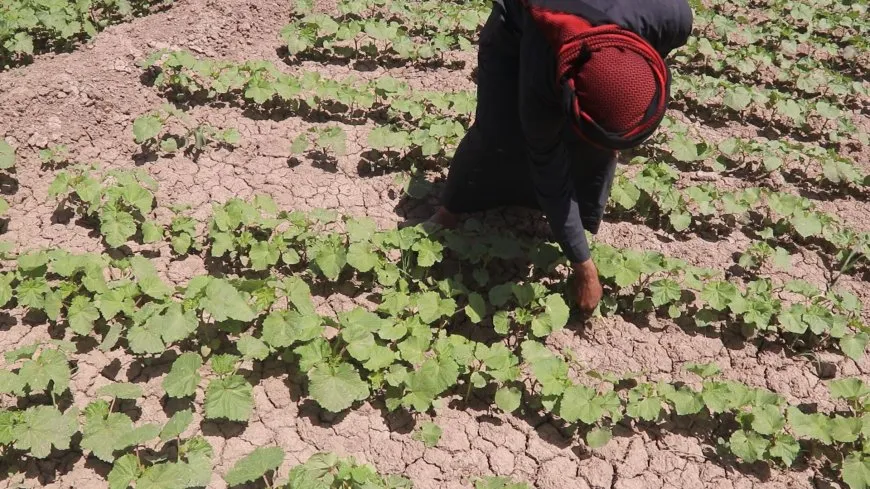 "البامية الديرية" أكلة شعبية اشتهرت بها مقاطعة دير الزور