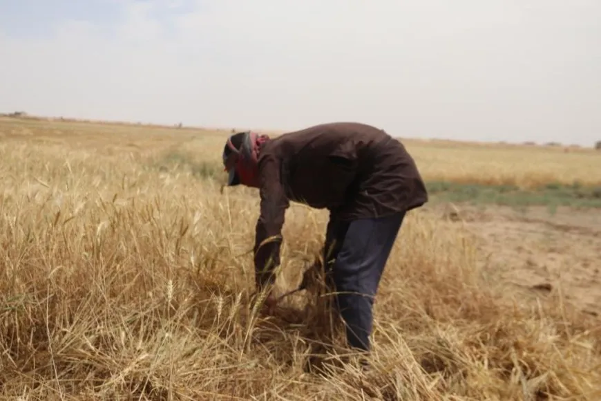 Cotkar: Em bi hêvî ne buhaya kirîna genim were guhartin