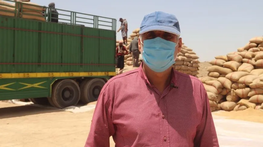 هيئة الزراعة والري تستلم أولى دفعات محصول القمح