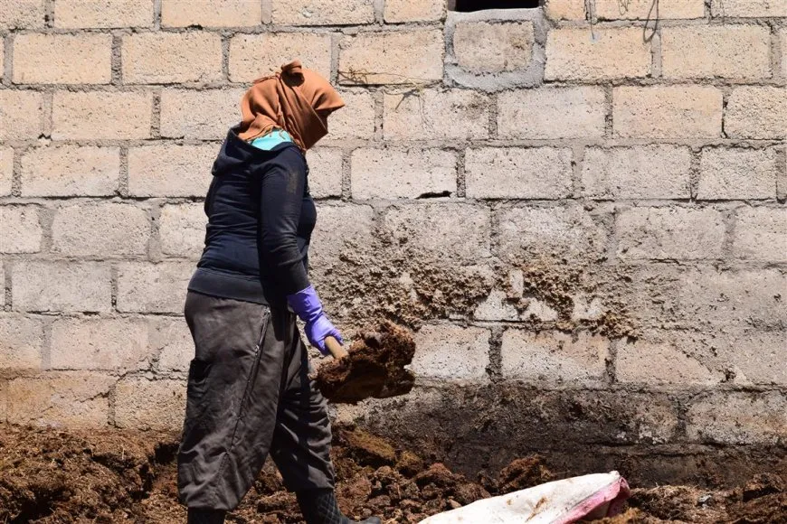 روث الجواميس في حيّ طيّ.. طاقة بديلة عن الوقود الأحفوري