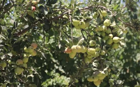 السوسة تنوع من أشجارها المثمرة بعد الاشتهار بالرمان