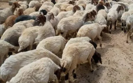 نصائح لمربّي الثروة الحيوانية في ظل ارتفاع درجات الحرارة