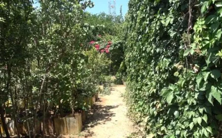 شغفه بالزراعة دفعه لإنشاء مشتل وبقي الأقدم على مدار 20 عاماً
