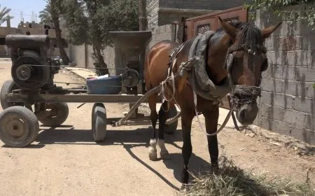 "جاروشة سليمان" تجوب أرجاء هجين لتطحن قمح الأهالي