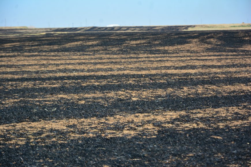 خبير زراعي: ضرر حرق بقايا المحاصيل الزراعية كبير