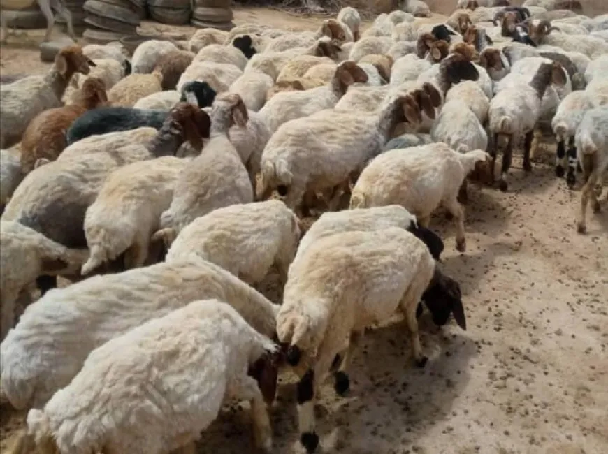نصائح لمربّي الثروة الحيوانية في ظل ارتفاع درجات الحرارة