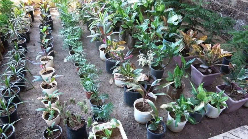 شغفه بالزراعة دفعه لإنشاء مشتل وبقي الأقدم على مدار 20 عاماً