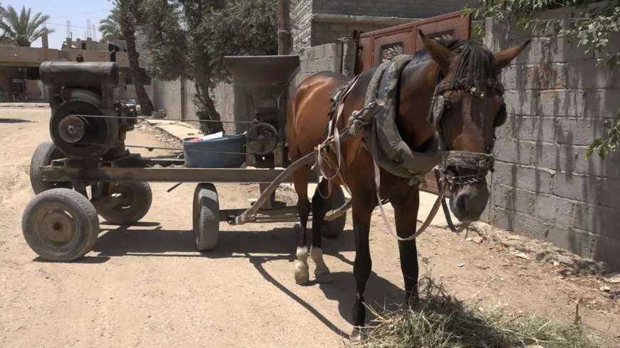 "جاروشة سليمان" تجوب أرجاء هجين لتطحن قمح الأهالي