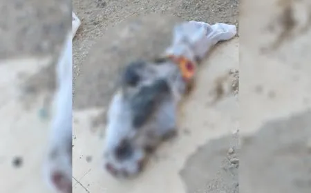 العثور على جثة مجهولة في الشدادي